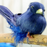 ブルーバード/小さな青い鳥【Blue Bird】